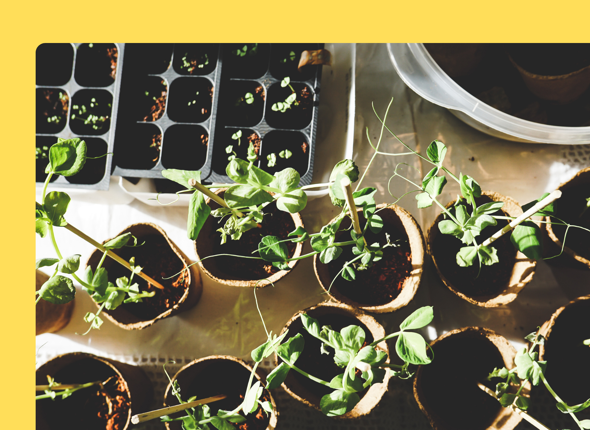 How to Grow a Thriving Garden in Pots & Planters