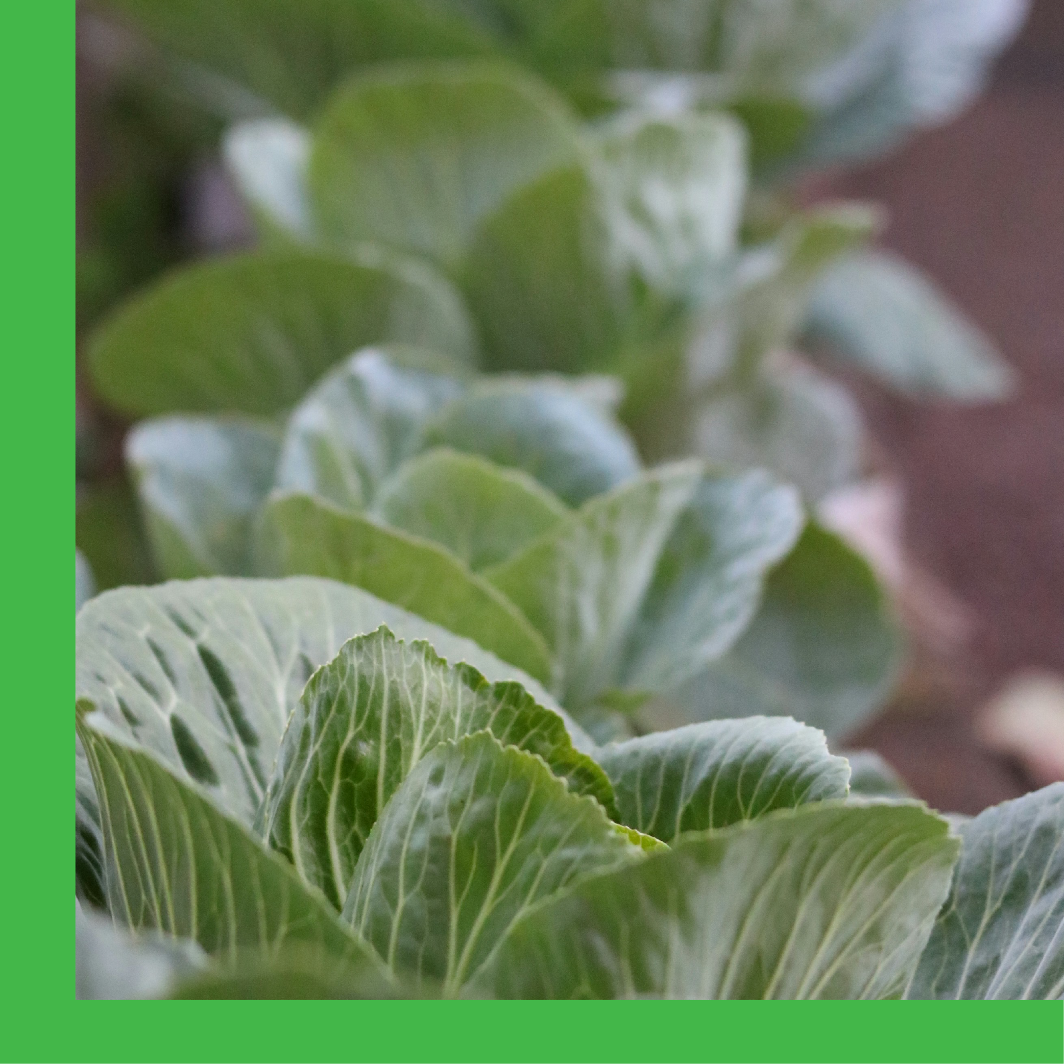 Cole Crop Seed Planting: Cool-Weather Veggies You Can Start Now