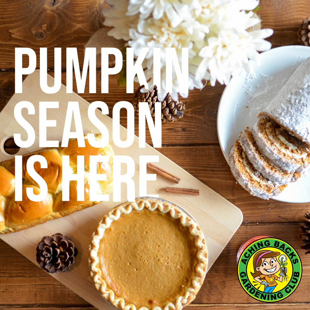 Pumpkin Season Is Here 
