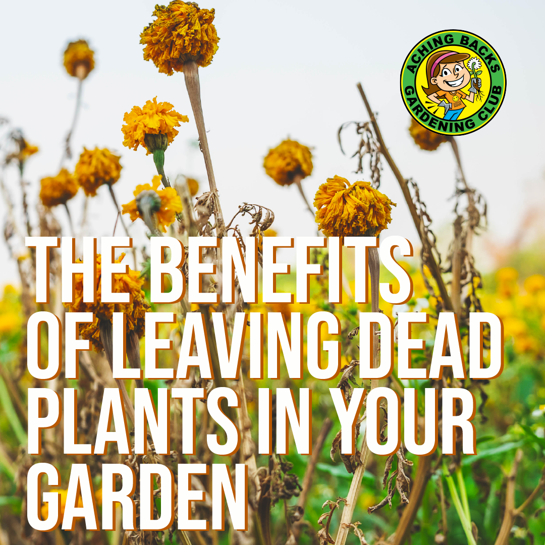 The Benefits of Leaving Dead Plants in Your Garden