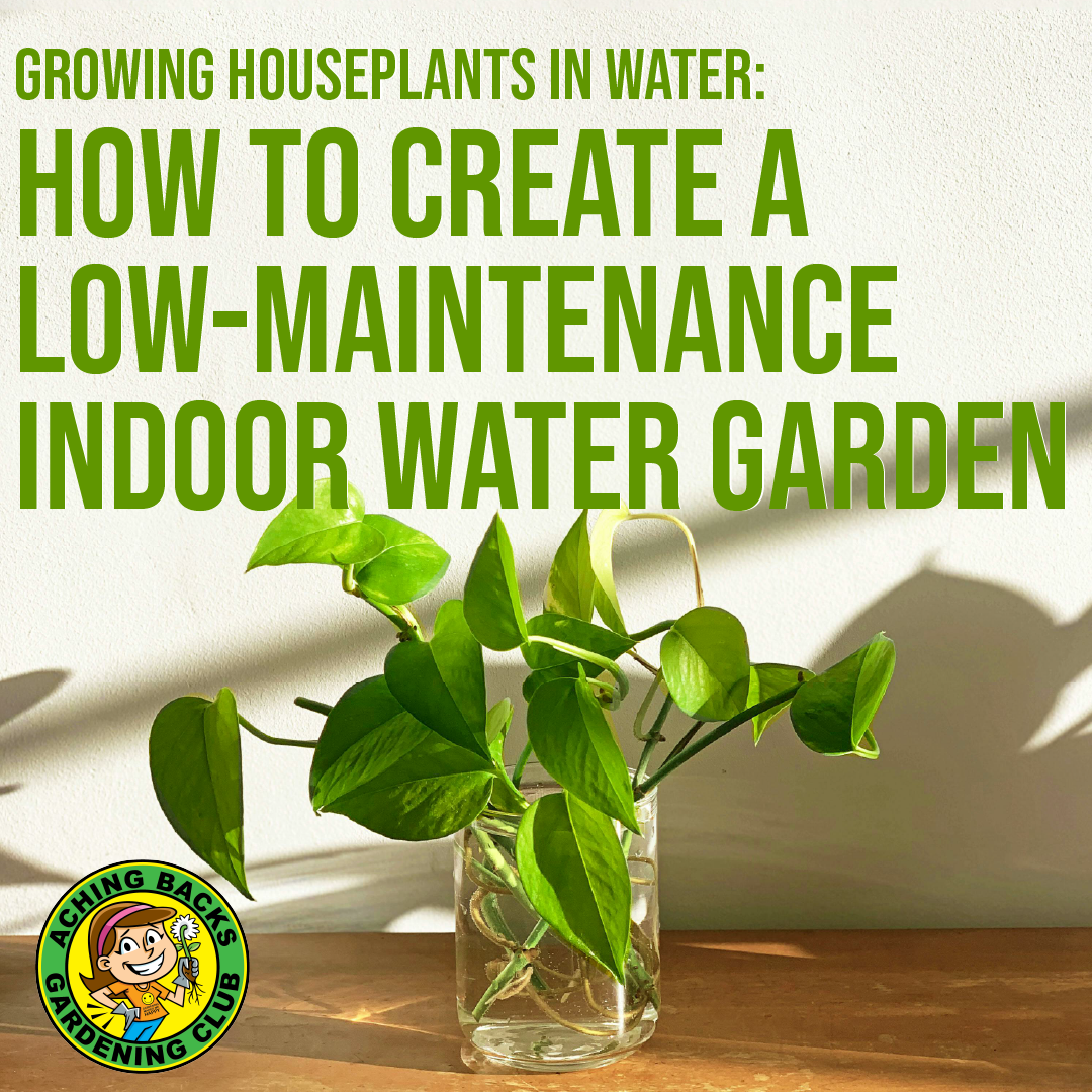 Growing Houseplants in Water: How to Create a Low-Maintenance Indoor Water Garden