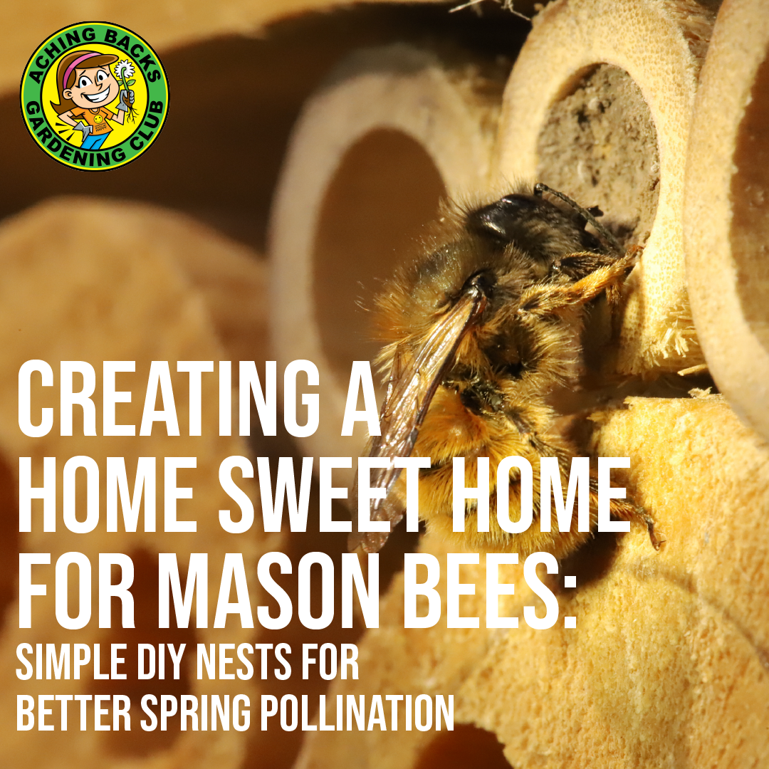 Creating a Home Sweet Home for Mason Bees
