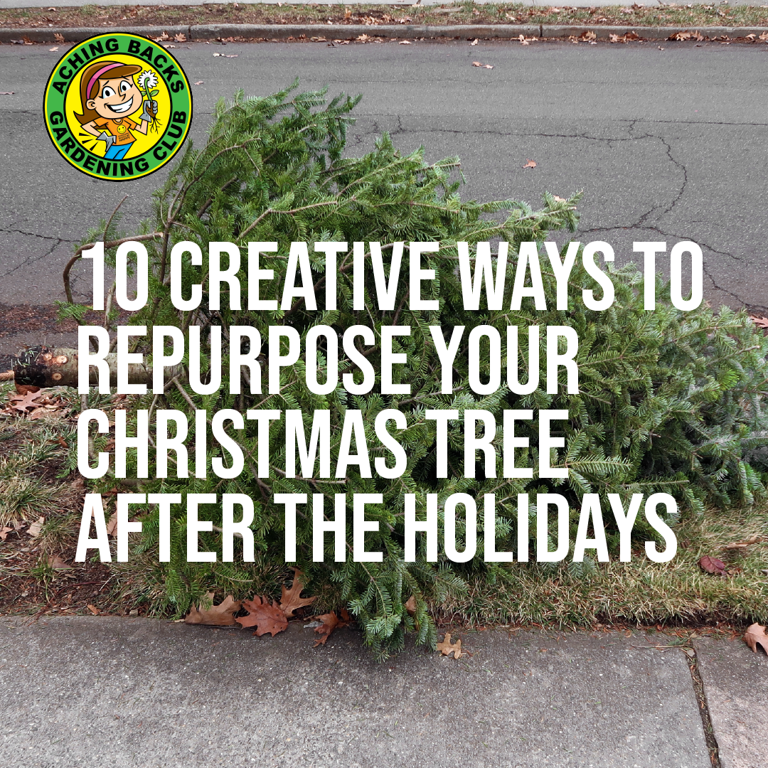 10 Creative Ways to Repurpose Your Christmas Tree After the Holidays