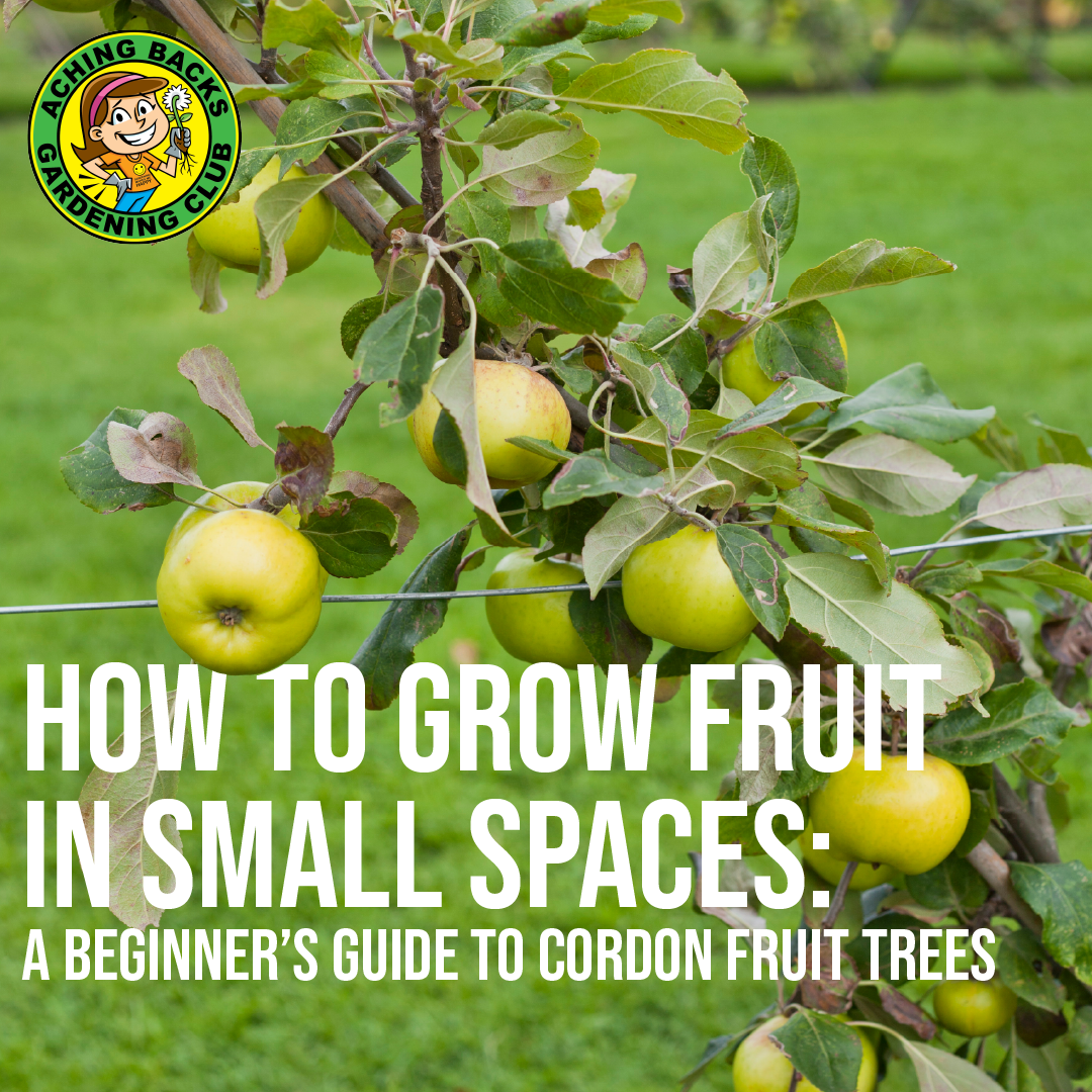 How to Grow Fruit in Small Spaces: A Beginner’s Guide to Cordon Fruit Trees