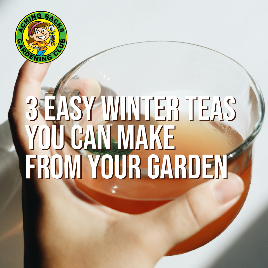 3 Winter Teas You Can Make From Your Garden