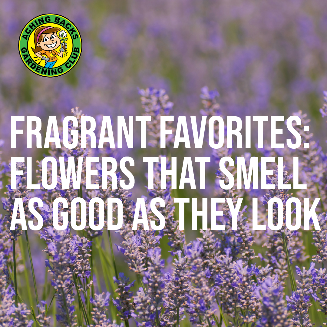 Fragrant Favorites: Flowers That Smell as Good as They Look