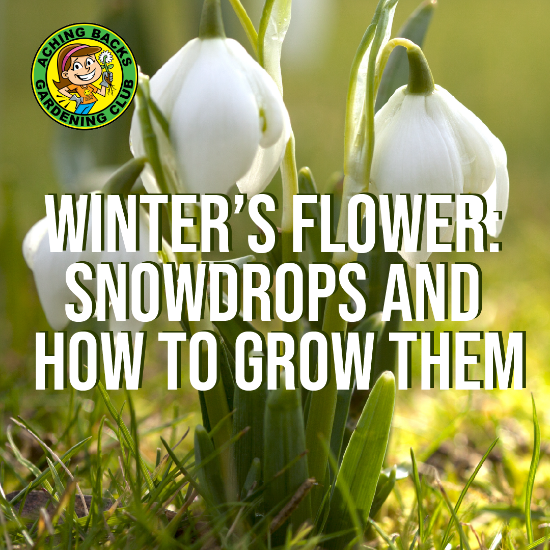 Winter’s Flower: Snowdrops and How to Grow Them