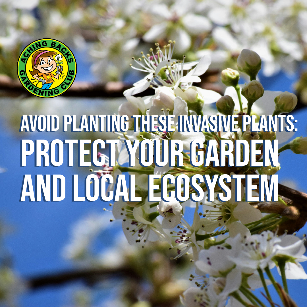 Avoid Planting These Invasive Plants: Protect Your Garden and Local Ecosystem