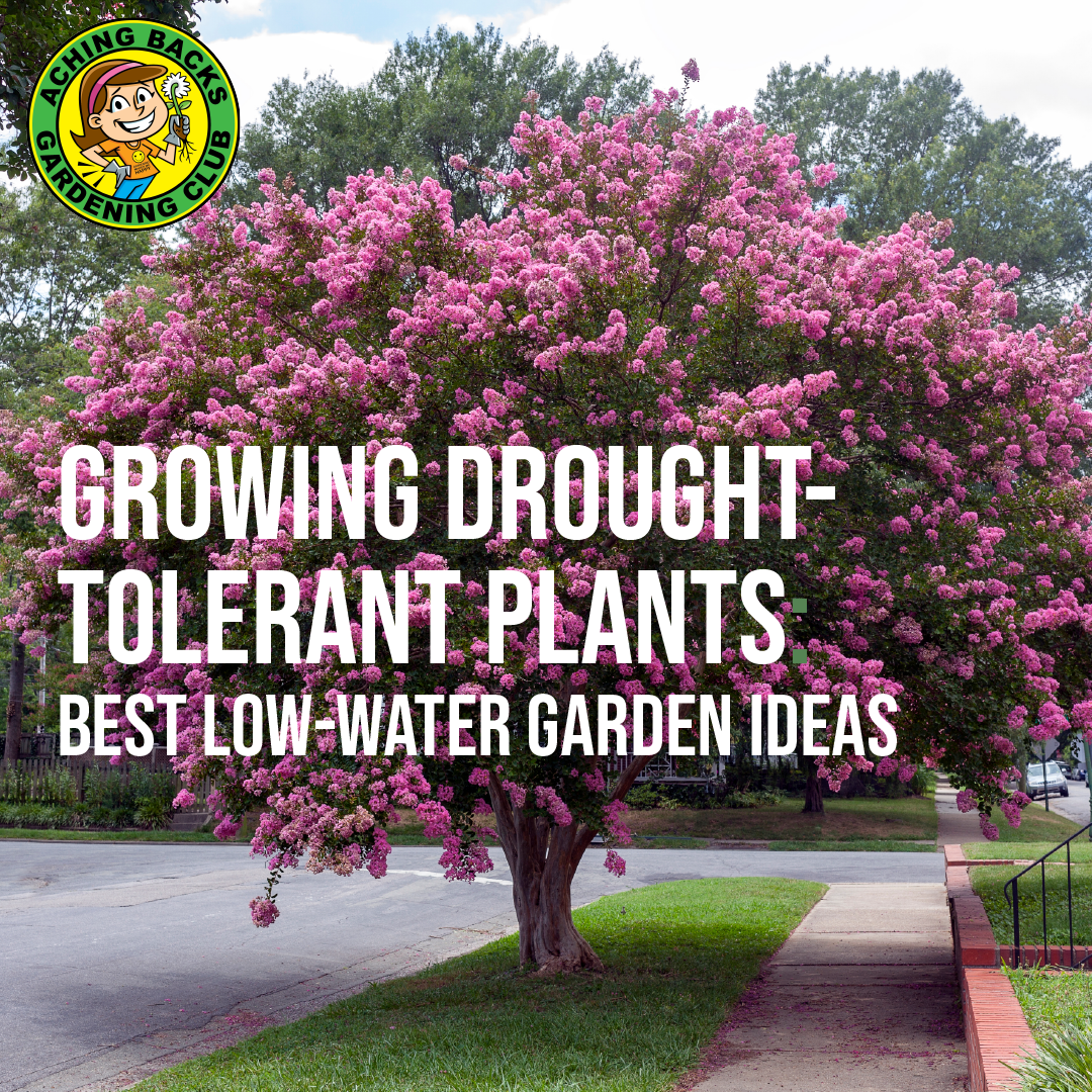 Growing Drought-Tolerant Plants: Best Low-Water Garden Ideas